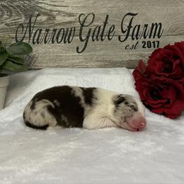 Triton - White and red merle male Border Collie puppy in Moody, Texas from Narrow Gate Farm
