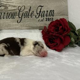 Triton - White and red merle male Border Collie puppy in Moody, Texas from Narrow Gate Farm