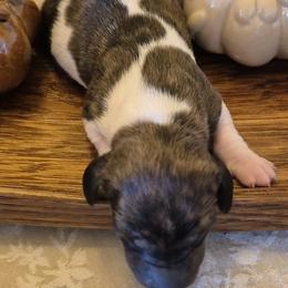 AKC Brindle piebald On reserve until thriving - Piebald male Dachshund puppy in Las Cruces, New Mexico from The Dachshund Den