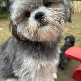 Bluebell - Shih Tzu