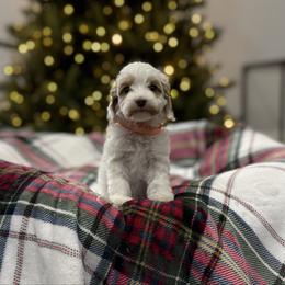 Bird - Caramel male Australian Labradoodle puppy in Calhoun, Louisiana from Arrowhead Australian Labradoodles