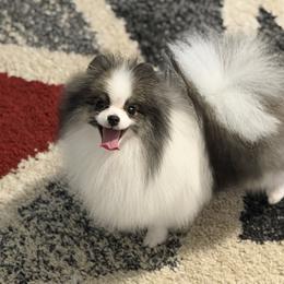 Avalanche - Pomeranian