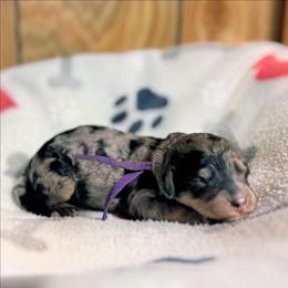 Purple collar - Merle female Goldendoodle puppy in Pittsburg, Texas from Grace Springs Goldendoodles