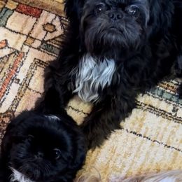 Shih Tzu All Grown Up from Carolina Mountain Shih Tzus