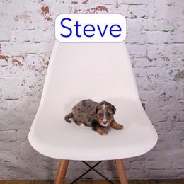 Steve - Blue merle male Bernedoodle puppy in Calhoun, Georgia from Happy Top Doodles