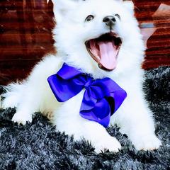 American Eskimo Dog Puppies from Pecan Ridge Puppies