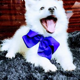 American Eskimo Dog Puppies from Pecan Ridge Puppies