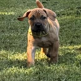Belle - Fawn female Boerboel puppy in Bon Aqua, Tennessee from Erickson Ranch Boerboels
