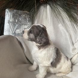 Skater - Brindle and white male Saint Berdoodle puppy in Traverse City, Michigan from Bare Paws Saint Berdoodles