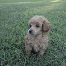 Maxwell - Apricot male Poodle puppy in Blanch, North Carolina from Faithful Hearts Kennel