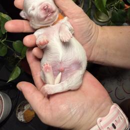 Maltese Puppies from Ayres to Heirs Puppy Co.