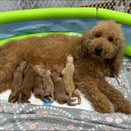 Poodles from Iaroli’s Standard Poodles
