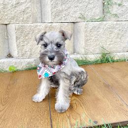Miniature Schnauzer Puppies from Schnauzers on Robinson Lane