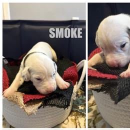 Smoke - White and black female Dalmatian puppy in Des Moines, Iowa from Spot Splattered Dalmatians