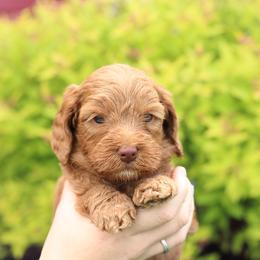 Green - Caramel male Australian Labradoodle puppy in Williamstown, New York from Lewis Manor Labradoodles