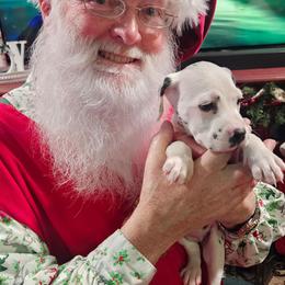 Aurora - White and black female Dalmatian puppy in Katy, Texas from Lone Star Dalmatians