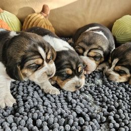 Girl - White black and tan female Beagle puppy in Lore City, Ohio from Loves Kennel