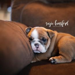 Bulldog Puppies from Lunsford Bulldogs