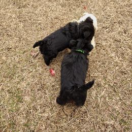 Scottish Terrier Puppies from Carsten's Scottish Terriers