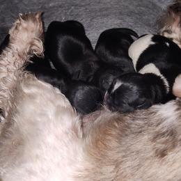 Shihtzu Boy 4 - Black and white male Shih Tzu puppy in Hillsborough, North Carolina from A Handful of Love Breeders.LLC