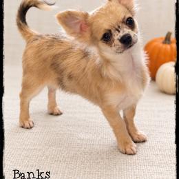 Banks - Merle male Chihuahua puppy in Demorest, Georgia from Sourpatch Chihuahuas