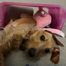 Dachshund All Grown Up from Marilyn's Dachshunds