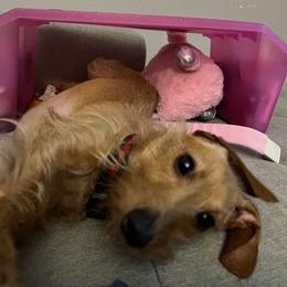 Dachshund All Grown Up from Marilyn's Dachshunds