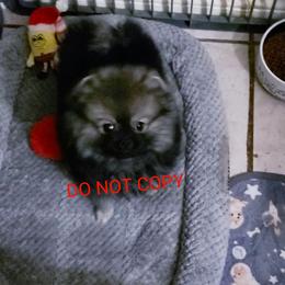 Coco - Wolf sable male Pomeranian puppy in Downers Grove, Illinois from Forever Pomeranians