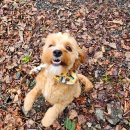 Sunflower - Cavapoo