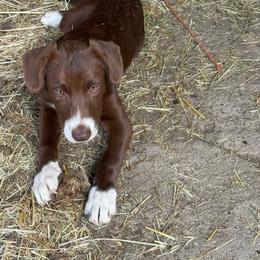 Bubba - White and red male Border Collie puppy in Lakeport, California from Akins Aussies/Wild Rose Ranch