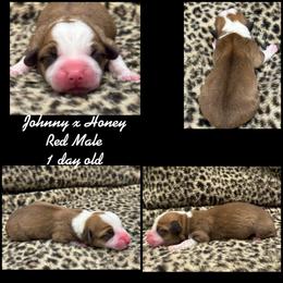 Red Male - Red male Pembroke Welsh Corgi puppy in Stephenville, Texas from Rising JM Pembrokes
