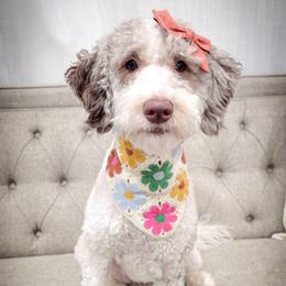 Aspen - Double Doodle