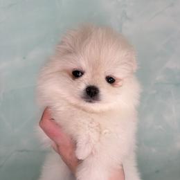 Yellow Collar Male - Cream male Pomeranian puppy in Lehi, Utah from Candy Shop Poms