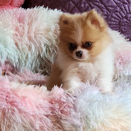 Pomeranian Puppies from La Belle Pomeranians