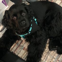 Cocker Spaniel Puppies from North Country Cockers