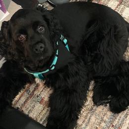 Cocker Spaniel Puppies from North Country Cockers