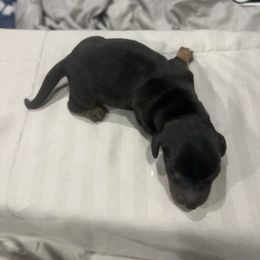 Girl 2 - Black and tan female Dachshund puppy in Mobile, Alabama from Lady and the Tramp Dachshunds