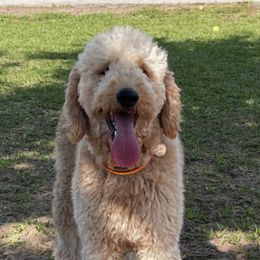 Bernedoodles and Goldendoodles from Peanut Butter Doodles