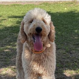 Bernedoodles and Goldendoodles from Peanut Butter Doodles