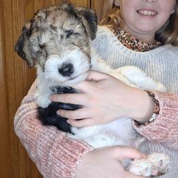 Sir Bedivere - White black and tan male Wire Fox Terrier puppy in Lancaster, Missouri from Missouri Meadows Farm
