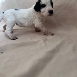 Goose - White and black male Bordoodle puppy in Indianapolis, Indiana from Indiana Bordoodles