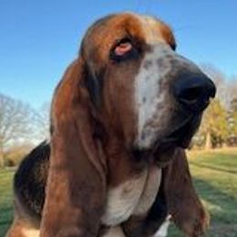 Dolly - Basset Hound