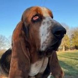 Dolly - Basset Hound
