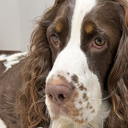 Elsie - English Springer Spaniel