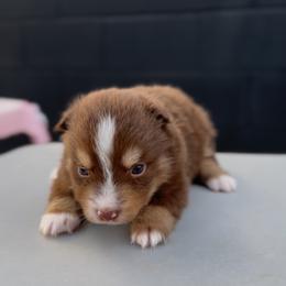 Ranger - Red tri male Miniature Australian Shepherd puppy in Queen Creek, Arizona from Arizona Aussies