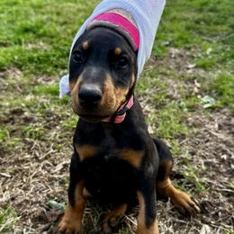 Pink - Black and rust female Doberman Pinscher puppy in Medina, Tennessee from Valorosa Doberman Kennel