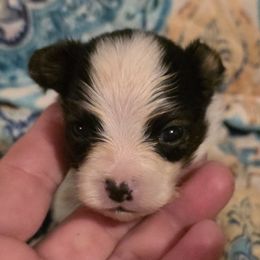 AKC - Dark Blue Boy - White black and tan male Papillon puppy in Cadiz, Kentucky from Tiny Treasures Papillons
