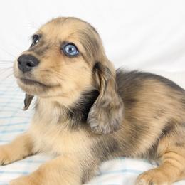 Chicken bake - Red male Dachshund puppy in Sacramento, California from MiniDoxPups