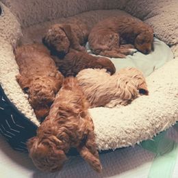 Basset Hounds and Poodles from Toy Poos and Hoounds