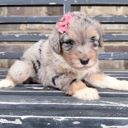 Apricot - Blue merle female Aussiedoodle puppy in Cartersville, Georgia from Simply Blessed Doodles